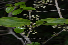 Aspidopterys canarensis